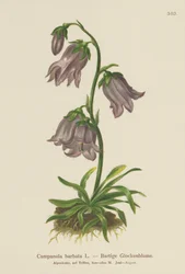 Bearded Bellflower